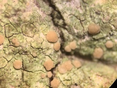 Biatora longispora