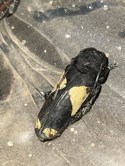 Phosphorus virescens