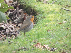 Erithacus rubecula