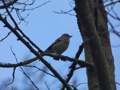 Fringilla coelebs