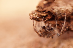 Larinioides sclopetarius