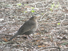 Turdus merula