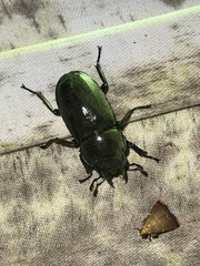Prosopocoilus