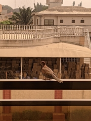 Streptopelia senegalensis