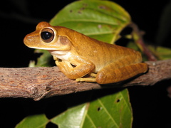Boana raniceps