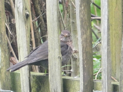 Turdus merula