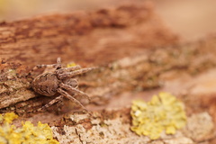 Larinioides sclopetarius