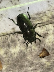Prosopocoilus