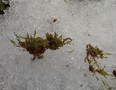 Odontoschisma denudatum