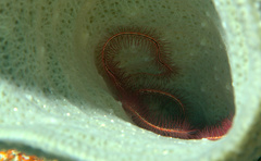 Ophiothrix suensoni