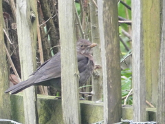 Turdus merula