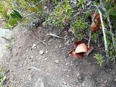 Stenocercus trachycephalus