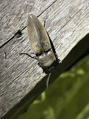 Tetralobus flabellicornis