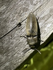Tetralobus flabellicornis