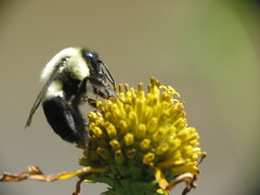 Bombus impatiens