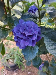 Hydrangea macrophylla