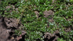 Fissidens incurvus
