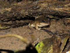 Leptodactylus petersii