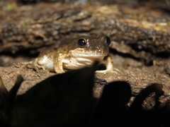Leptodactylus petersii