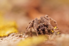 Larinioides sclopetarius