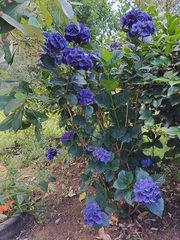 Hydrangea macrophylla