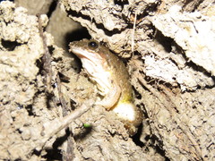 Leptodactylus petersii