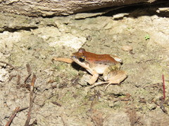Leptodactylus leptodactyloides