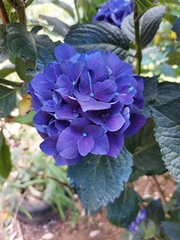 Hydrangea macrophylla