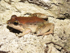 Leptodactylus leptodactyloides