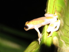 Dendropsophus arndti