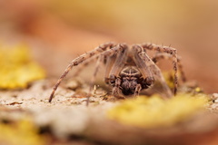 Larinioides sclopetarius