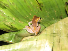 Dendropsophus arndti
