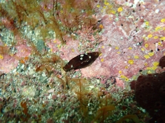 Isara carbonaria