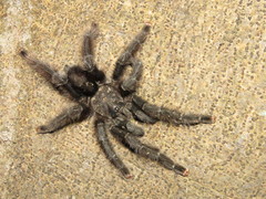 Avicularia avicularia