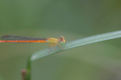 Ceriagrion rubiae