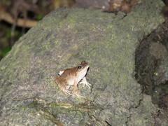 Leptodactylus petersii