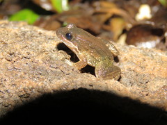 Leptodactylus petersii