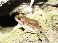 Leptodactylus petersii