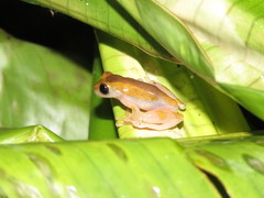 Dendropsophus arndti