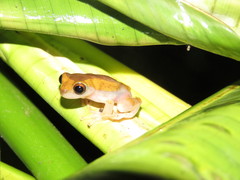 Dendropsophus arndti
