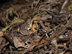 Leptodactylus petersii
