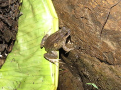 Leptodactylus petersii