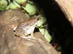 Leptodactylus petersii