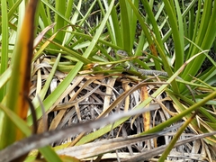 Stenocercus trachycephalus