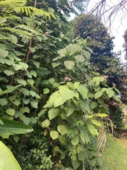 Clerodendrum macrostegium