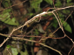 Anolis fuscoauratus
