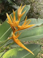Heliconia × nickeriensis
