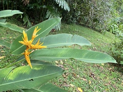 Heliconia × nickeriensis