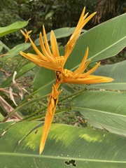 Heliconia × nickeriensis