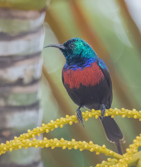 Cinnyris erythrocercus